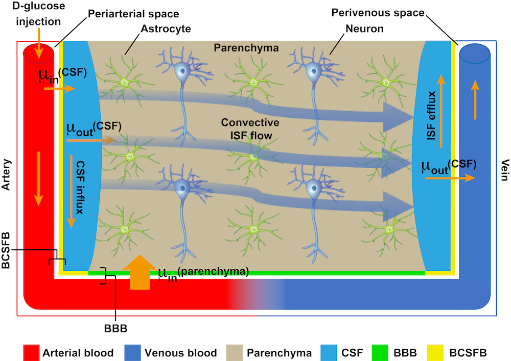 glucose transportation in the brain